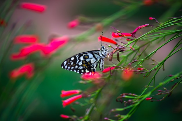 Schöner Papilio-Schmetterling oder The Common Lime oder karierter Schwalbenschwanz, der auf den Blumenpflanzen ruht