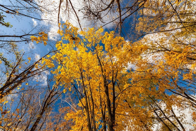 Schöner Park im Herbst in der Morgendämmerung Herbstlandschaft