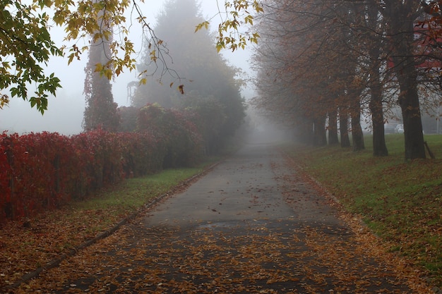 Schöner Park im Nebel