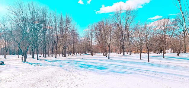 schöner Park im Schnee