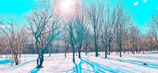 schöner Park im Schnee