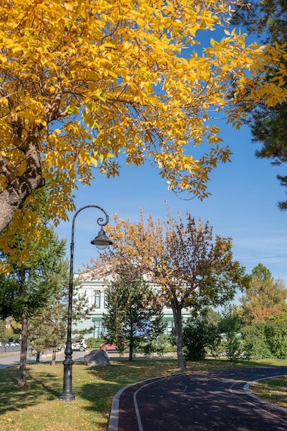 Foto schöner park in der herbstsaison, helle herbstbäume mit fallenden gelben blättern im schönen park