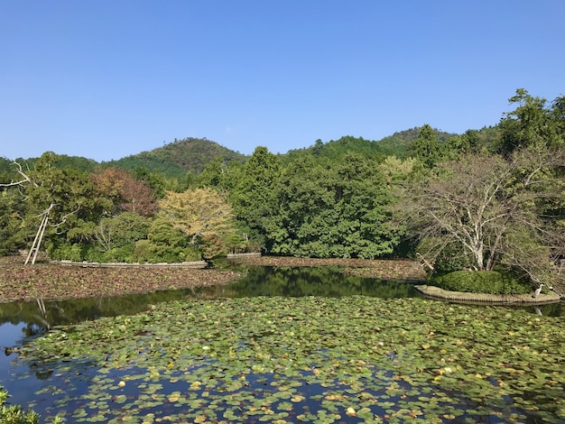 Schöner Park in Japan