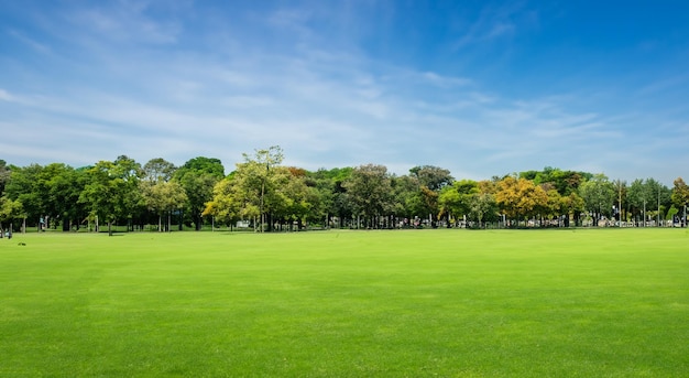 Schöner Park mit schönen Bäumen im Hintergrund in hoher Definition