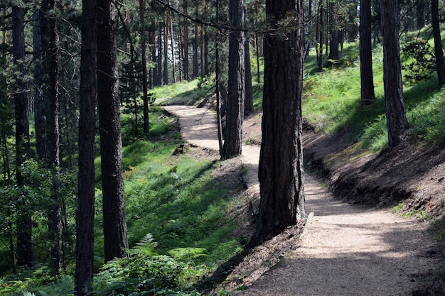 Schöner Pfad zum Wandern und Joggen im Wald