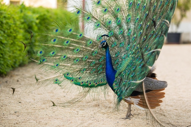 Schöner Pfau, der frei im Park Pavo cristatus läuft