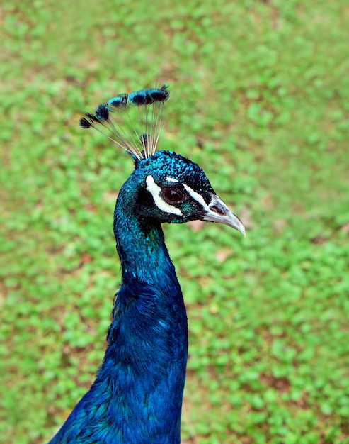 Schöner Pfau im Freien