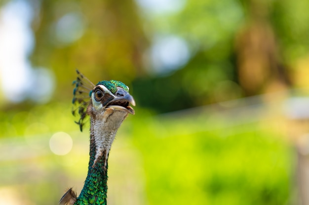 Schöner Pfau im Park, Nahaufnahmeporträt.