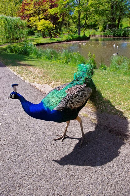 Schöner Pfau im Park von Leeds Castle in Kent, im Vereinigten Königreich.