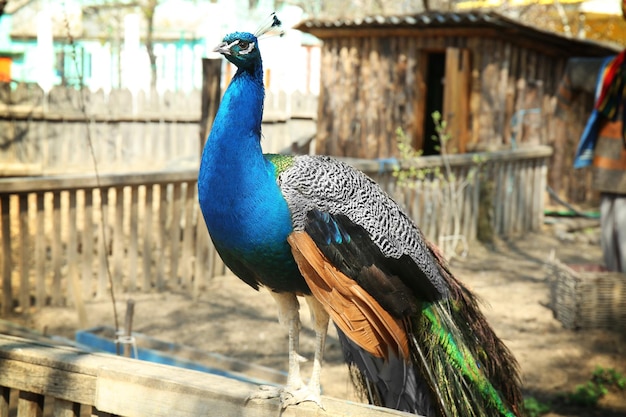 Schöner Pfau im zoologischen Garten