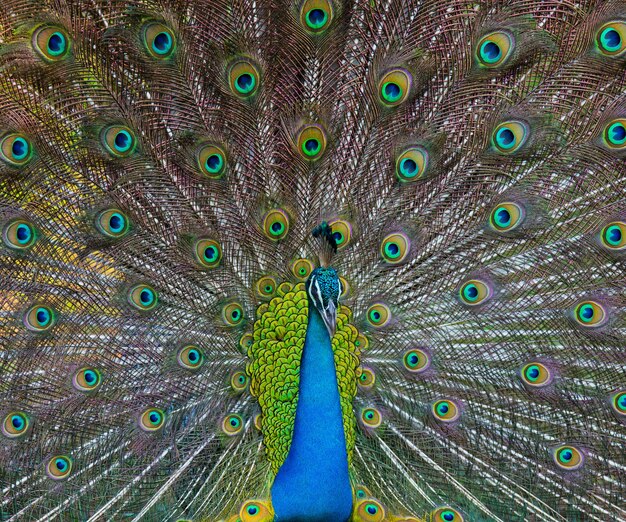 Schöner Pfau mit buntem Schwanz