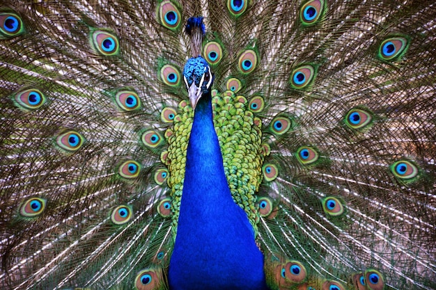 Schöner Pfau mit offenen Federn