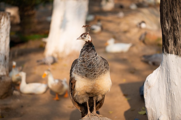 Schöner pfau pfau, der seinen schwanz zeigt pfau mit ausgebreiteten flügeln im profil