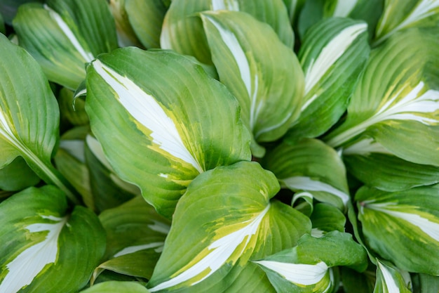 Schöner Pflanzenwirt im Blumenbeet im Garten.