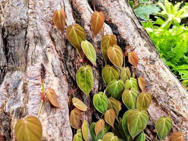 Schöner Philodendron micans, der auf der Baumbasis klettert