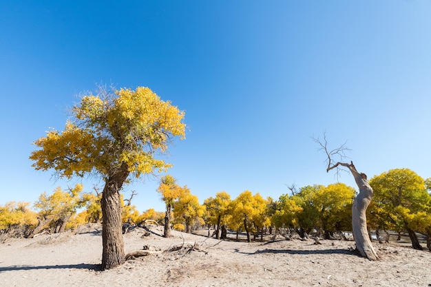 Schöner populus euphratica Wald im Herbst starkes Leben Innere Mongolei China