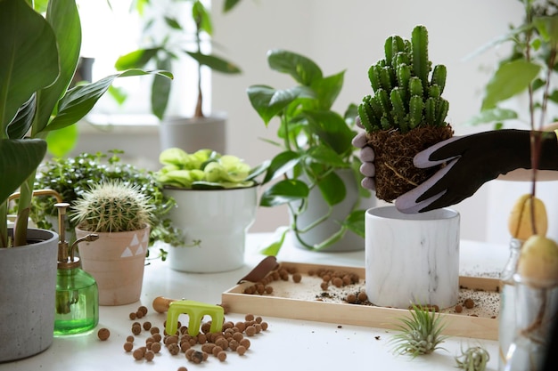 Schöner Prozess der Gartenarbeit Pflanzen lieben Konzept des Hausgartens Frühlingszeit Stilvolles Interieur mit vielen Pflanzen Vorlage