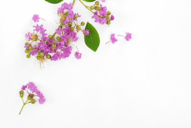 Schöner purpurroter Blumenblumenstrauß blüht gesetzt auf weißes Holz