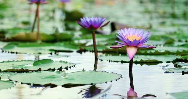 Schöner purpurroter Lotos, eine Seeroseblume im Teich