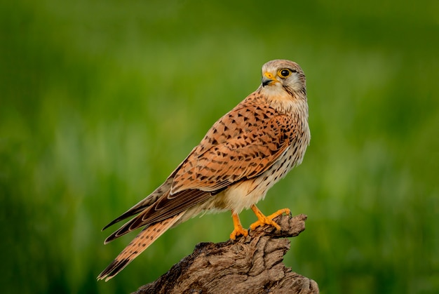 Schöner Raubvogel auf einem Stamm