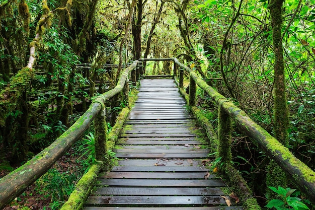 Schöner Regenwald an ANG-ka Naturlehrpfad in doi inthanon Nationalpark, Thailand