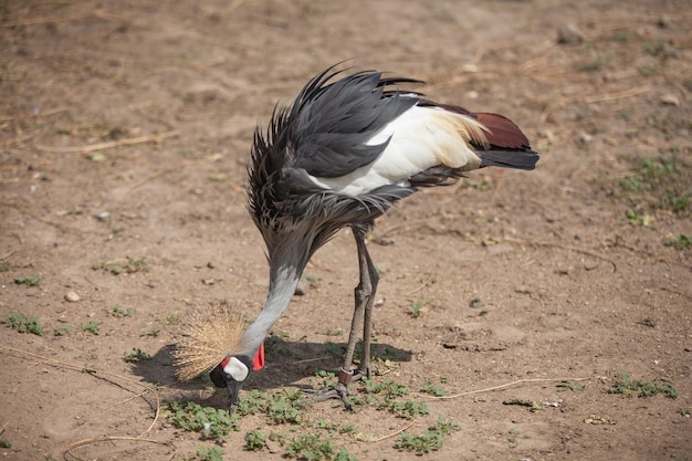 Schöner Reiher auf der Suche nach Nahrung im Gras