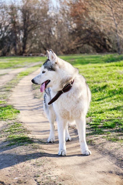 Schöner reinrassiger Husky-Hund geht mit heraushängender Zunge im Park spazieren.