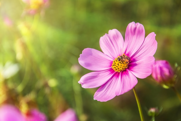 Schöner rosa Blumenabschluß oben