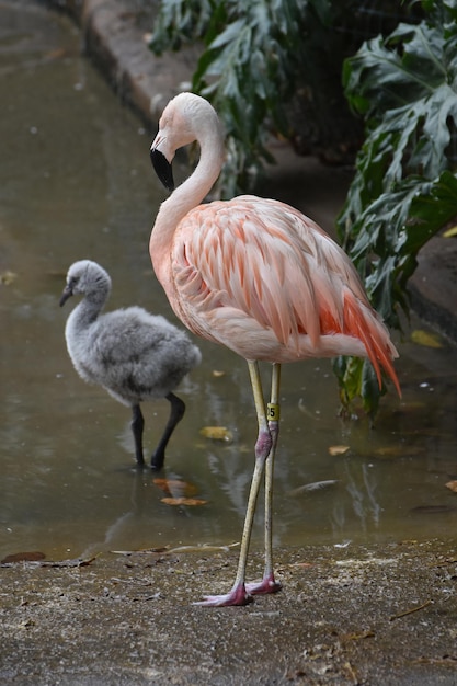 Schöner rosa Flamingo, der mit einem Babyflamingo sticht