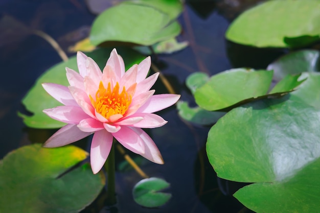 Schöner rosa Lotus im Teich