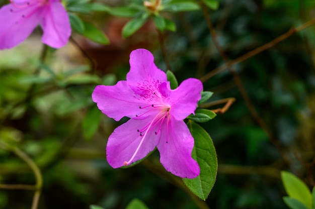 Schöner rosa Rhododendron. schöne Blumen. schöne Blumen in einem schönen Garten