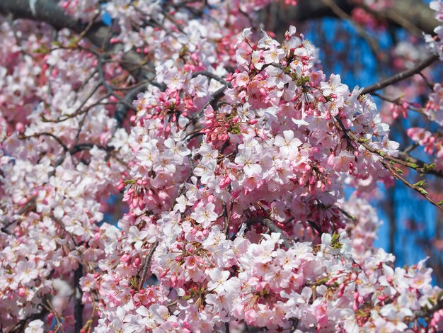 Schöner rosa Sakura-Baum im Park. Kirschblüte oder Kirschblüte blühen in voller Blüte. Japan.