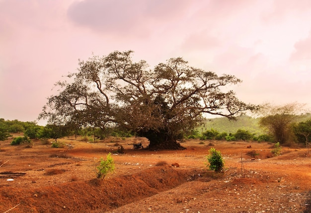 Schöner rosa Sonnenuntergang. Bunte Naturlandschaft. Gokarna, Karnataka, Indien