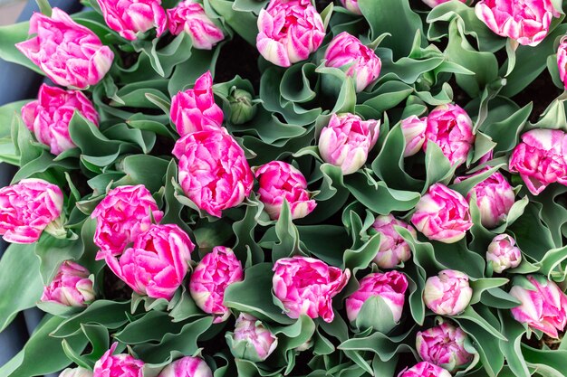 Schöner rosa und weißer Naturhintergrund der Tulpen im Frühjahr