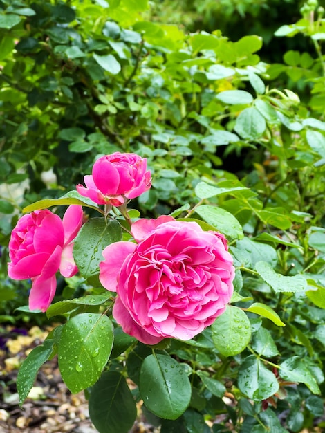 Schöner rosafarbener Rosenstrauch im Garten an einem Sommertag nach dem Regen