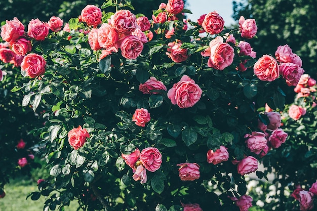 Schöner Rosenstrauch in einem Park