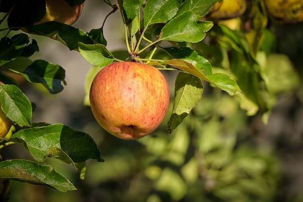 Schöner roter Apfel auf einem Baum