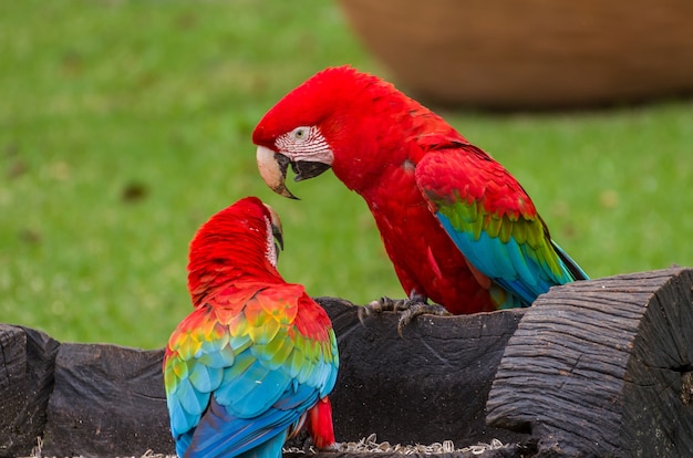 Schöner roter Ara im brasilianischen Feuchtgebiet