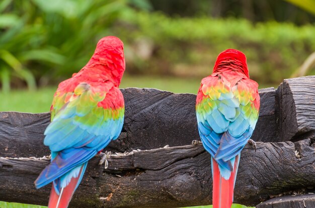 Schöner roter Ara im brasilianischen Feuchtgebiet