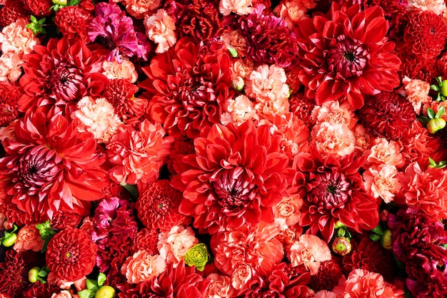 Schöner roter Blumenhintergrund. Aster Blumen,