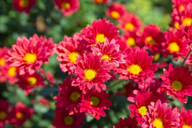 Foto schöner roter chrysanthemenblumenhintergrund