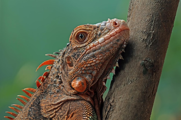 Schöner roter Leguan Nahaufnahmekopf auf Holz