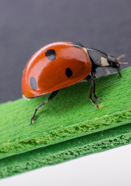 Schöner roter Marienkäfer, der um Gegenstände herumgeht