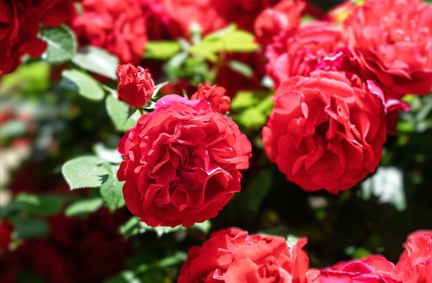 Schöner roter Rosenbusch im Frühlingsmorgengarten