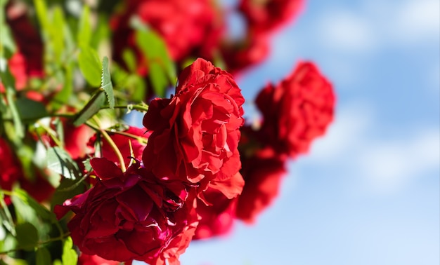 Schöner roter Rosenbusch im Sommermorgengarten