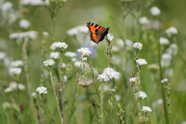 Schöner roter Schmetterling, der auf einem grünen Gras sitzt - Hintergrund, Makro