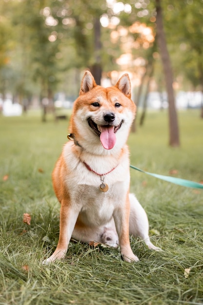 Schöner roter Shiba Inu Hund im Freien