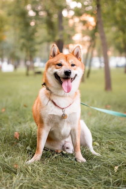 Schöner roter Shiba Inu Hund im Freien