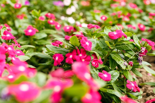 Schöner roter Vinca blüht in einem Garten an der Sommertagesnahaufnahme.