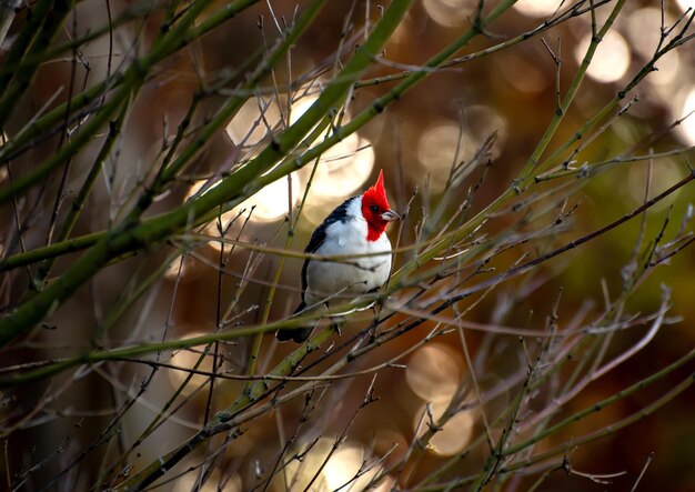 Schöner rothaariger Vogel Redcrested Cardinal Paroaria coronata